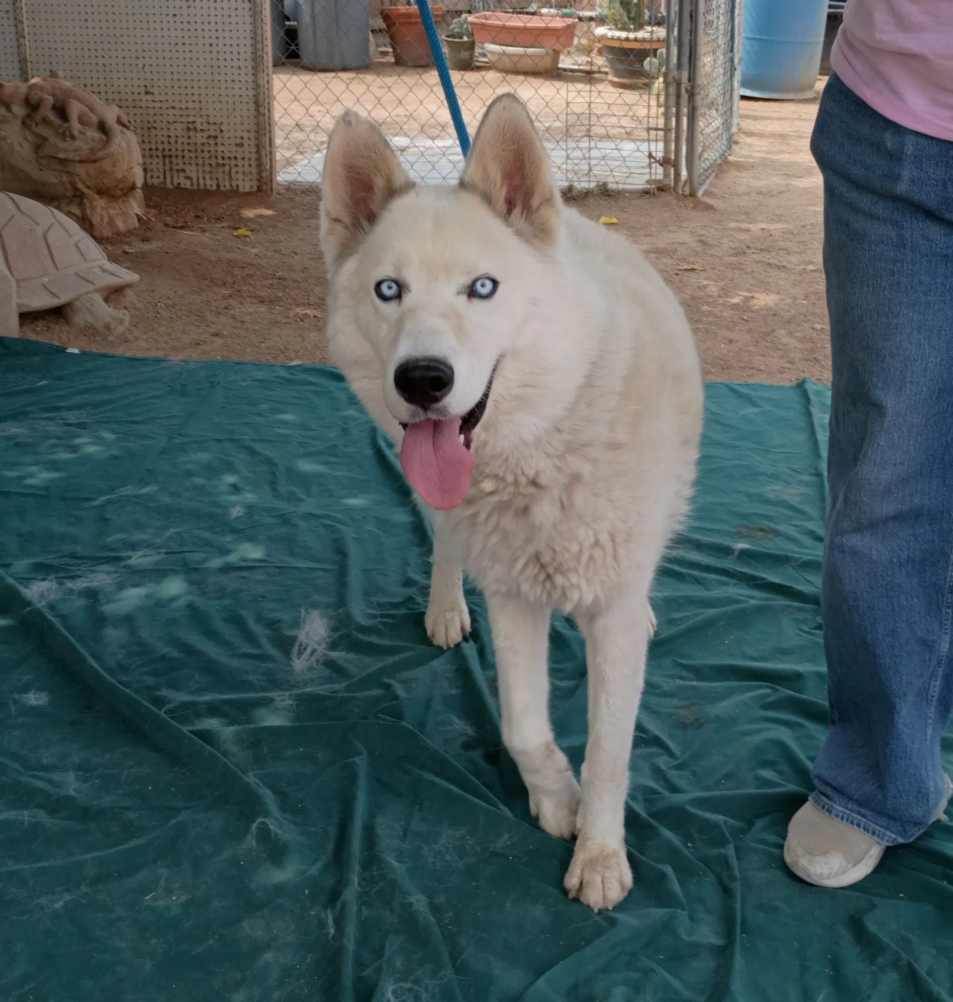 Daddio - Siberian Husky
