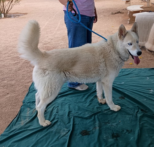 DADDIO - Siberian Husky available for adoption