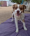 adoptable Dog in  named Lilac