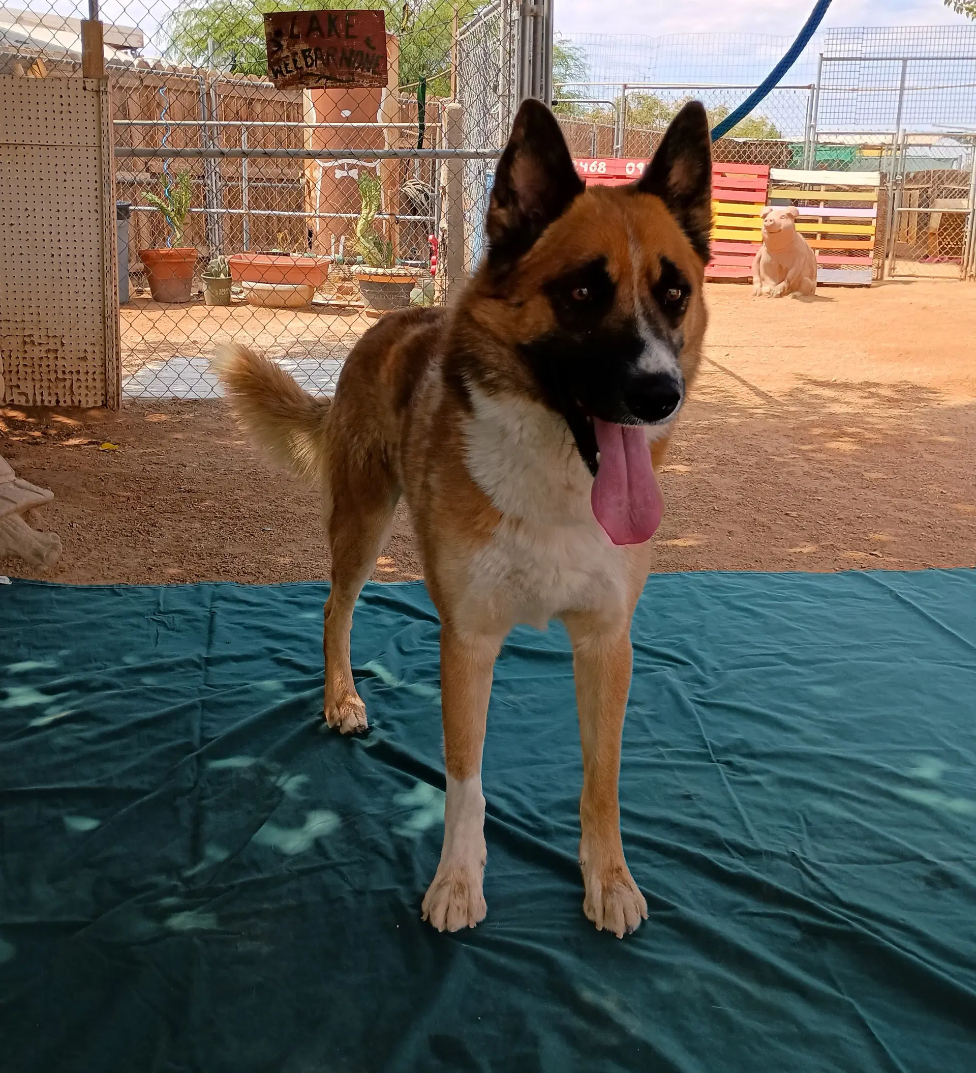 Sonny - Husky