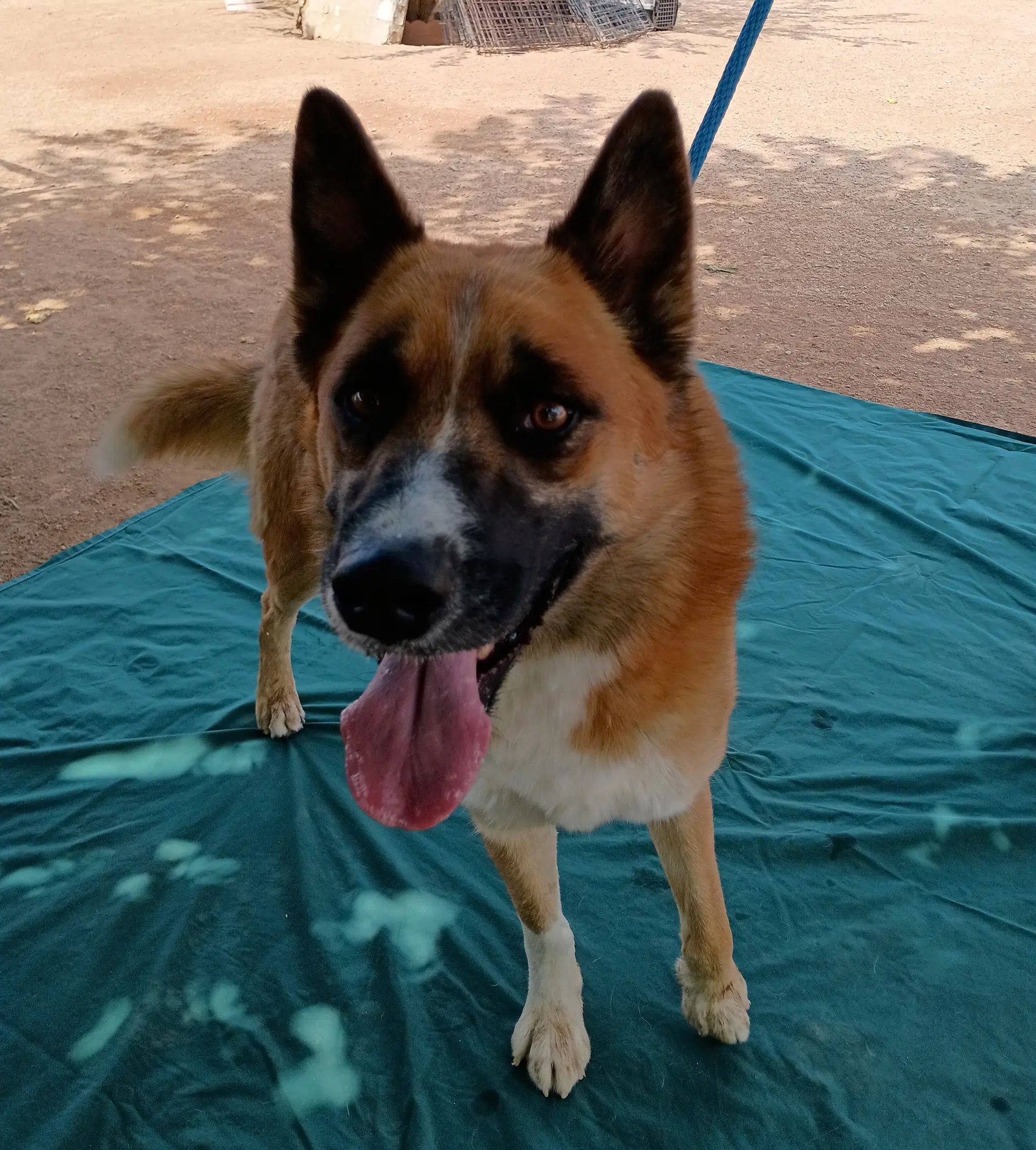 Sonny image 3