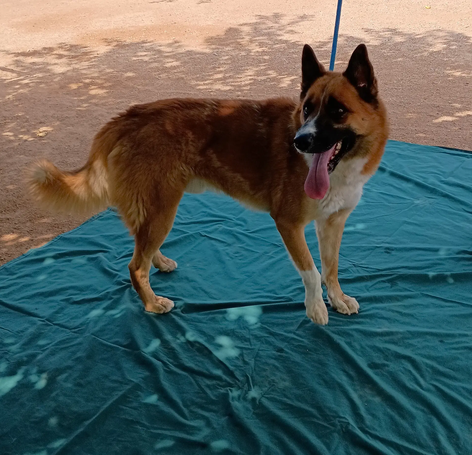 Sonny image 4