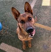 adoptable Dog in  named Gentleman Jerry-GREAT POOCH...in a foster