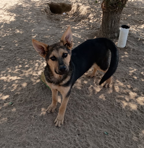 LIGHTSABER - Australian Kelpie / Shepherd available for adoption