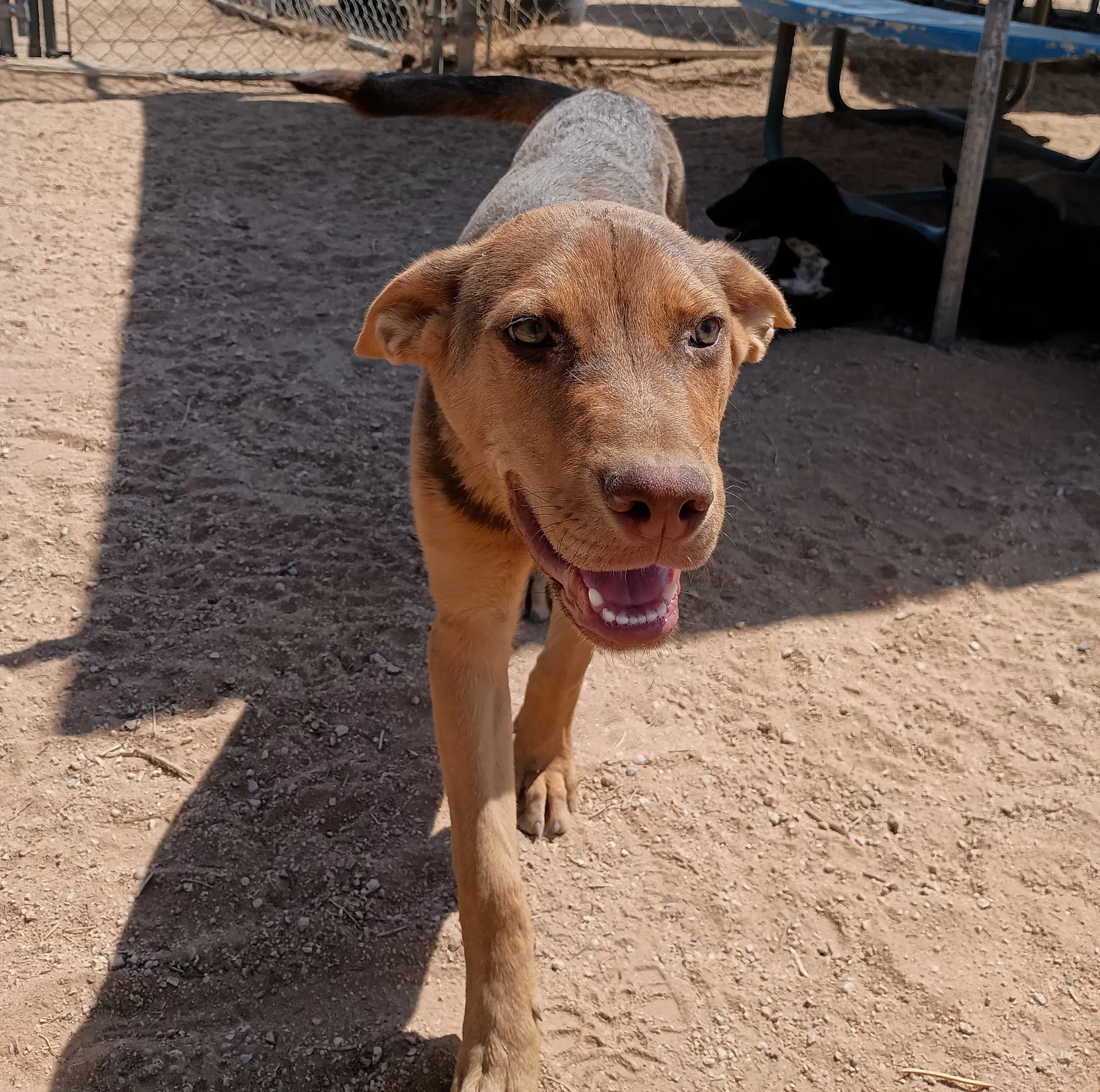 Skywalker - Australian Kelpie