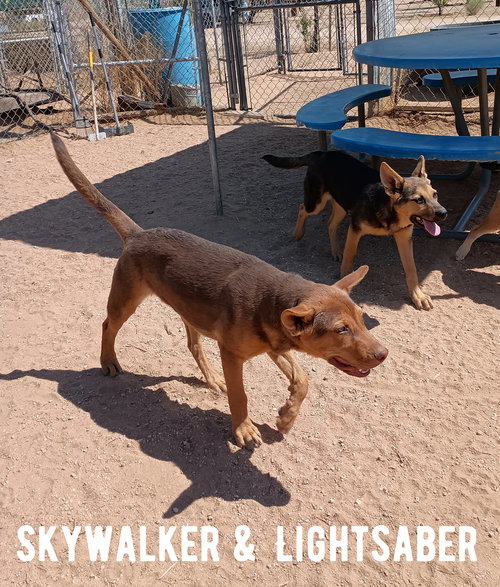 Skywalker — thumbnail 2