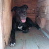 Baby Girl--BFF is Jingles - Photo 2