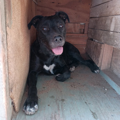 BABY GIRL--BFF IS JINGLES - Labrador Retriever available for adoption
