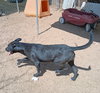Baby Girl--BFF is Jingles - Photo 4