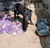 Baby Girl--BFF is Jingles - Photo 5