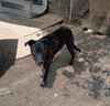 Baby Girl--BFF is Jingles - Photo 6