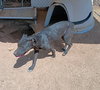 Baby Girl--BFF is Jingles - Photo 3