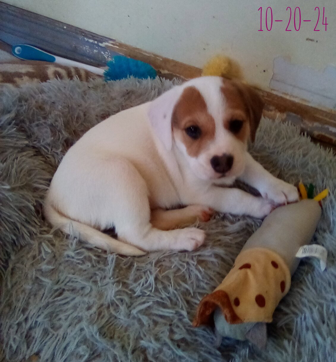 Thelma Lou - of Bea's pups Image