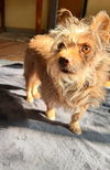 adoptable Dog in  named Henry