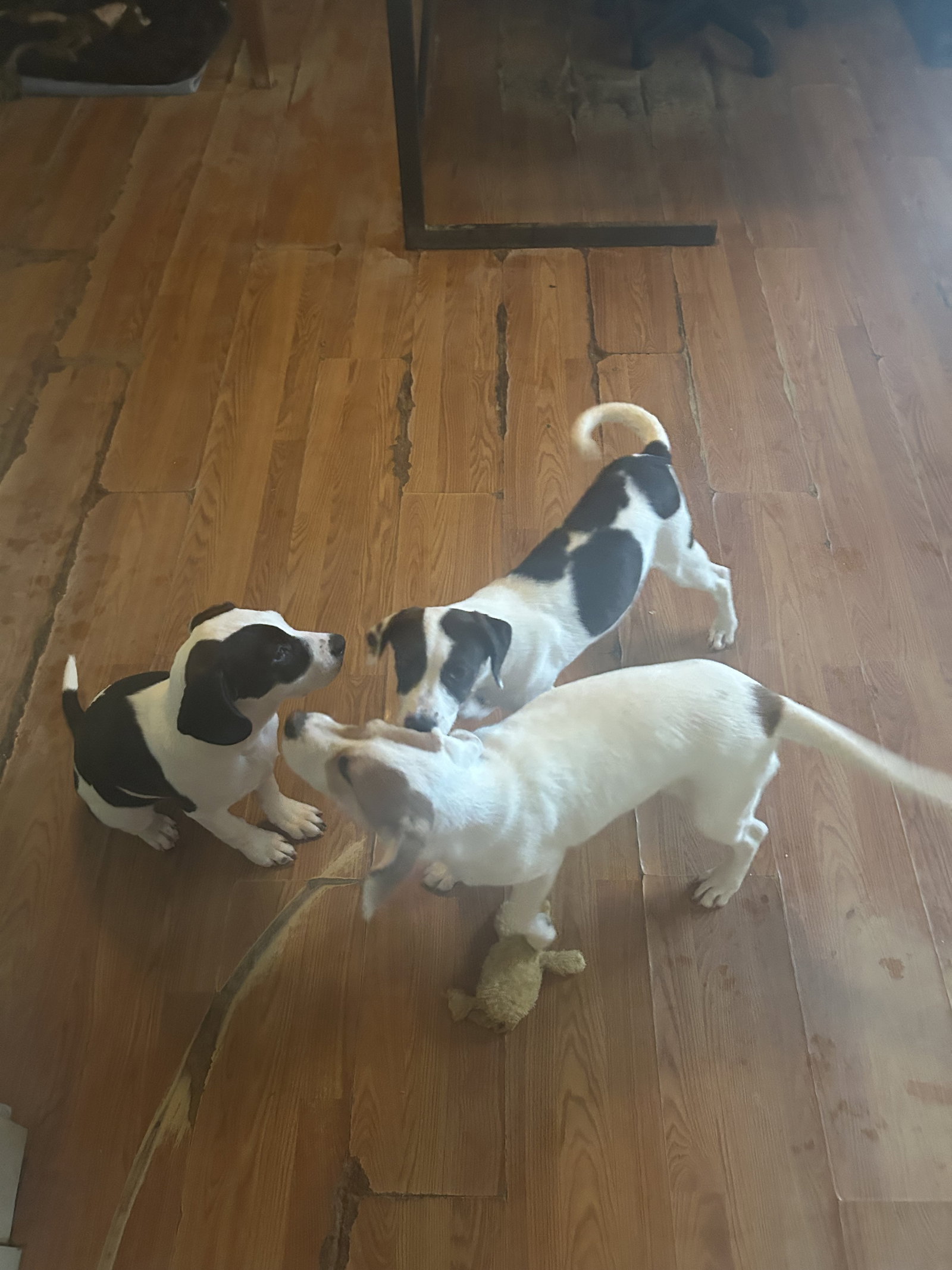 Helen-Beagle pup 8 mo Image