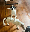 adoptable Dog in apple valley, CA named Andy and Barney-Barney ADOPTED