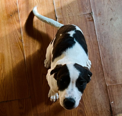 ANDY FROM MAYBERRY-BLACK/WHITE - Beagle available for adoption