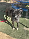 adoptable Dog in apple valley, CA named Big Willie-