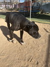 Big Willie - Photo 3