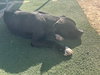 Big Willie - Photo 4