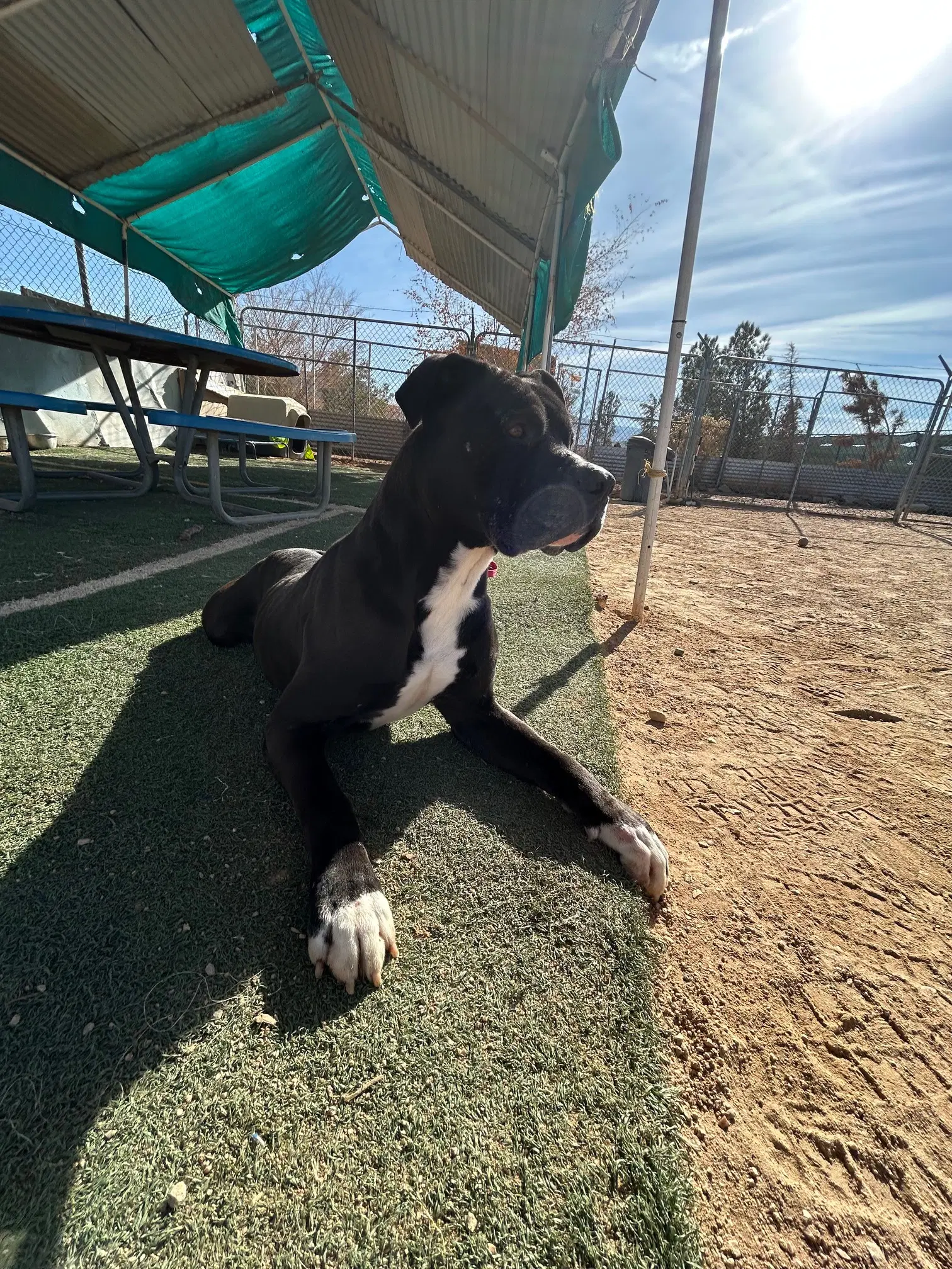 Big Willie - Mastiff