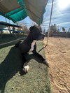 Big Willie - Photo 1