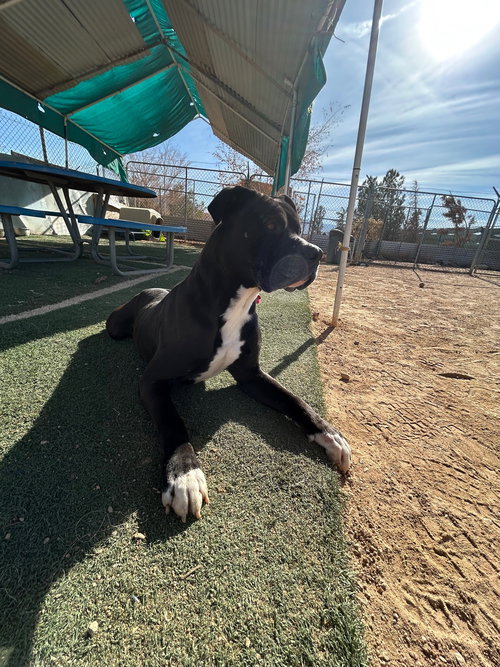 BIG WILLIE - Mastiff available for adoption