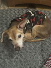 adoptable Dog in apple valley, CA named Chance - ADOPTED 7/19/25