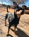 adoptable Dog in  named Diamond