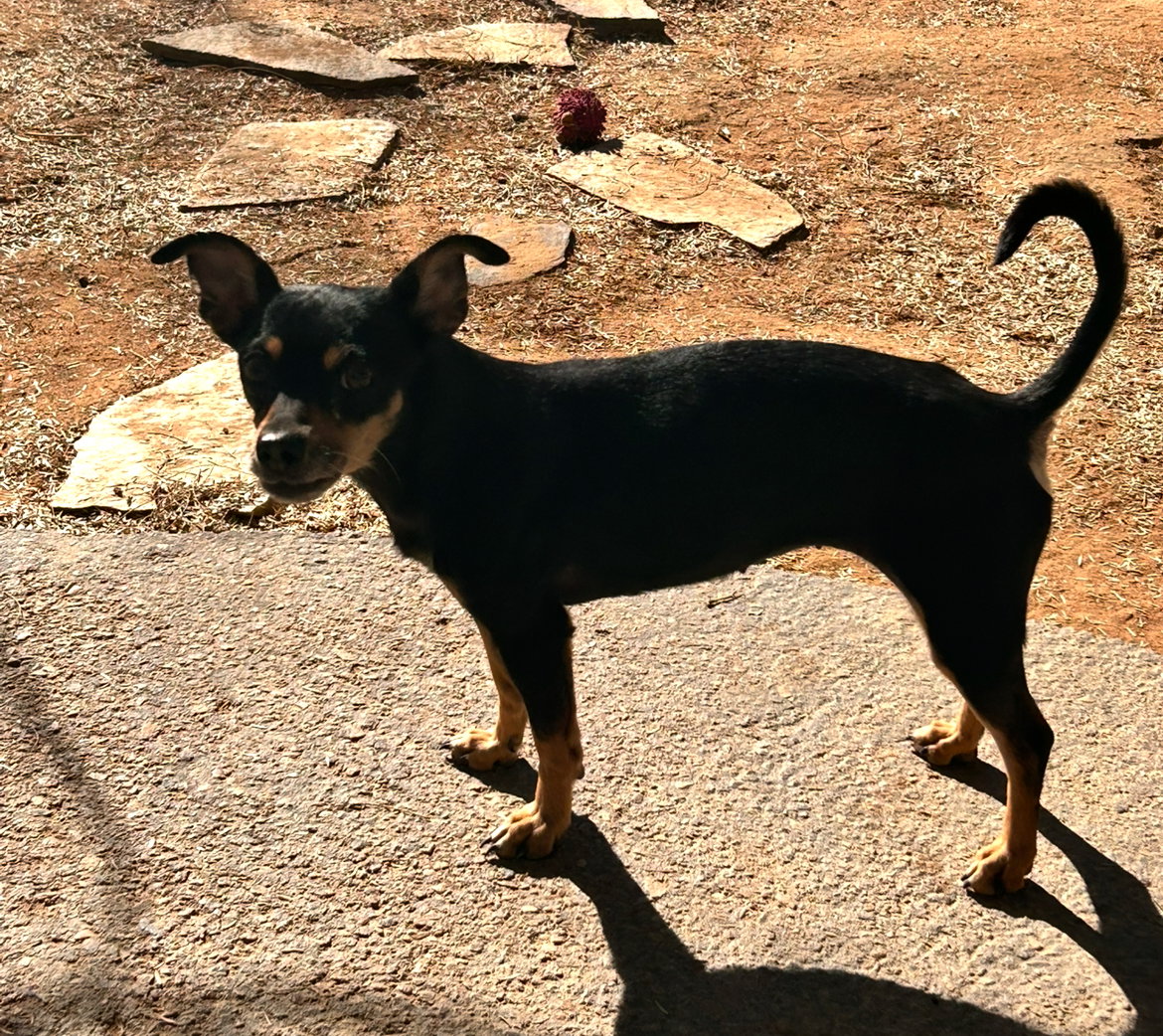 Diamond-ADOPTED 12/21 Image