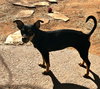 Diamond-ADOPTED 12/21 - Photo 1