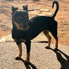 Diamond-ADOPTED 12/21 - Photo 3