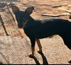 Diamond-ADOPTED 12/21 - Photo 4