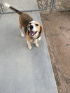 Duke-ADOPTED 2/1/26 - Photo 1