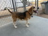 Duke-ADOPTED 2/1/26 - Photo 2