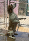 Charlie - Photo 2