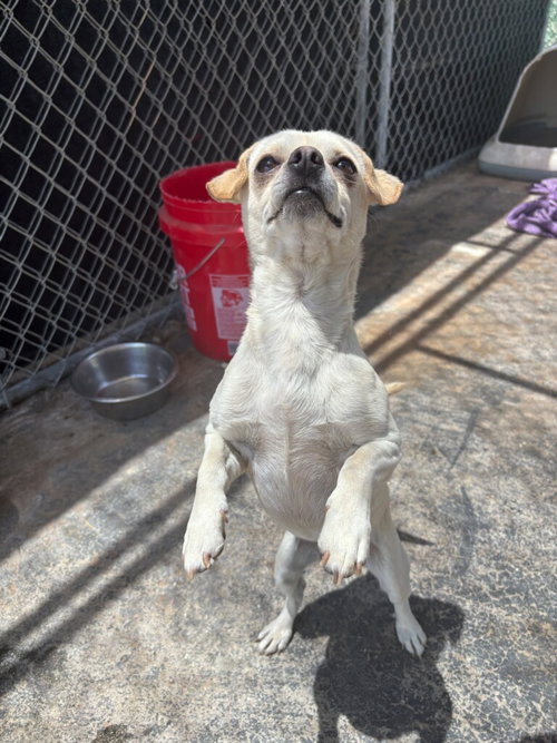 APPLE JACK--CUDDLY SWEETHEART - Chihuahua available for adoption