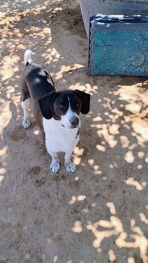 MAILO - Beagle available for adoption
