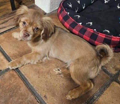 picture of the dog needing adoption