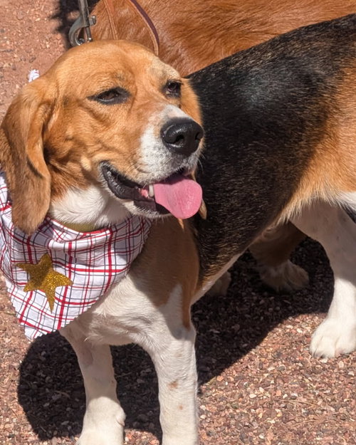 picture of the dog needing adoption