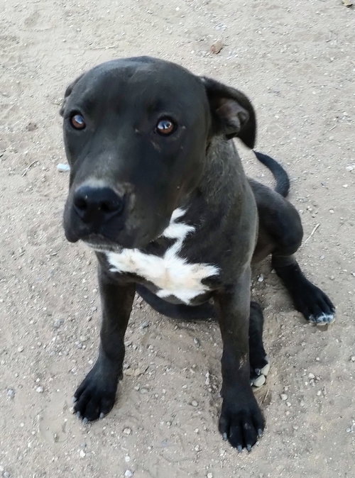 picture of the dog needing adoption