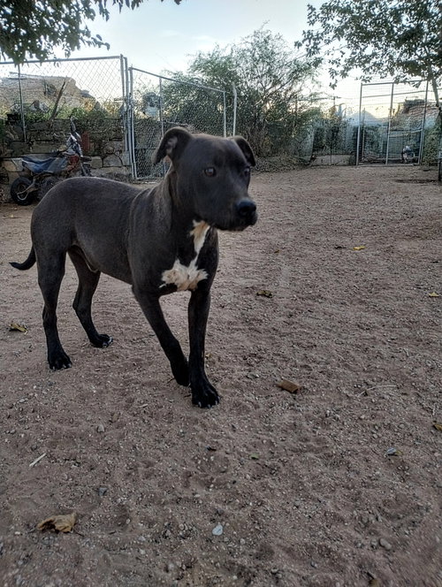 BRAD PITT - Labrador Retriever / Staffordshire Bull Terrier available for adoption