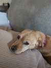 Darla-loves to cuddle..ADOPTED 2/2026.. - Photo 2