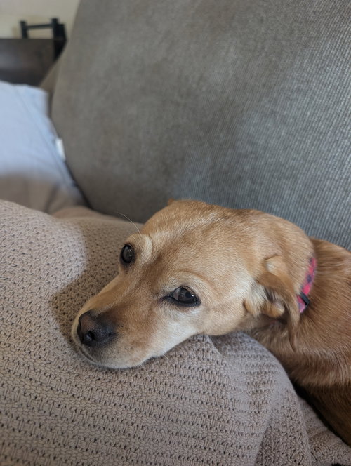 Darla-loves to cuddle..ADOPTED 2/2026.. — thumbnail 2