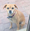 Darla-loves to cuddle..ADOPTED 2/2026.. - Photo 3