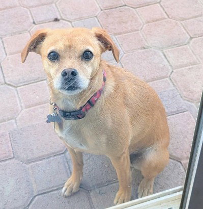 Darla-loves to cuddle..ADOPTED 2/2026.. — thumbnail 3