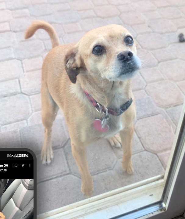 Darla-loves to cuddle..ADOPTED 2/2026.. Image