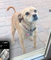Darla-loves to cuddle..ADOPTED 2/2026.. - Photo 1