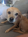 Darla-loves to cuddle..ADOPTED 2/2026.. - Photo 4