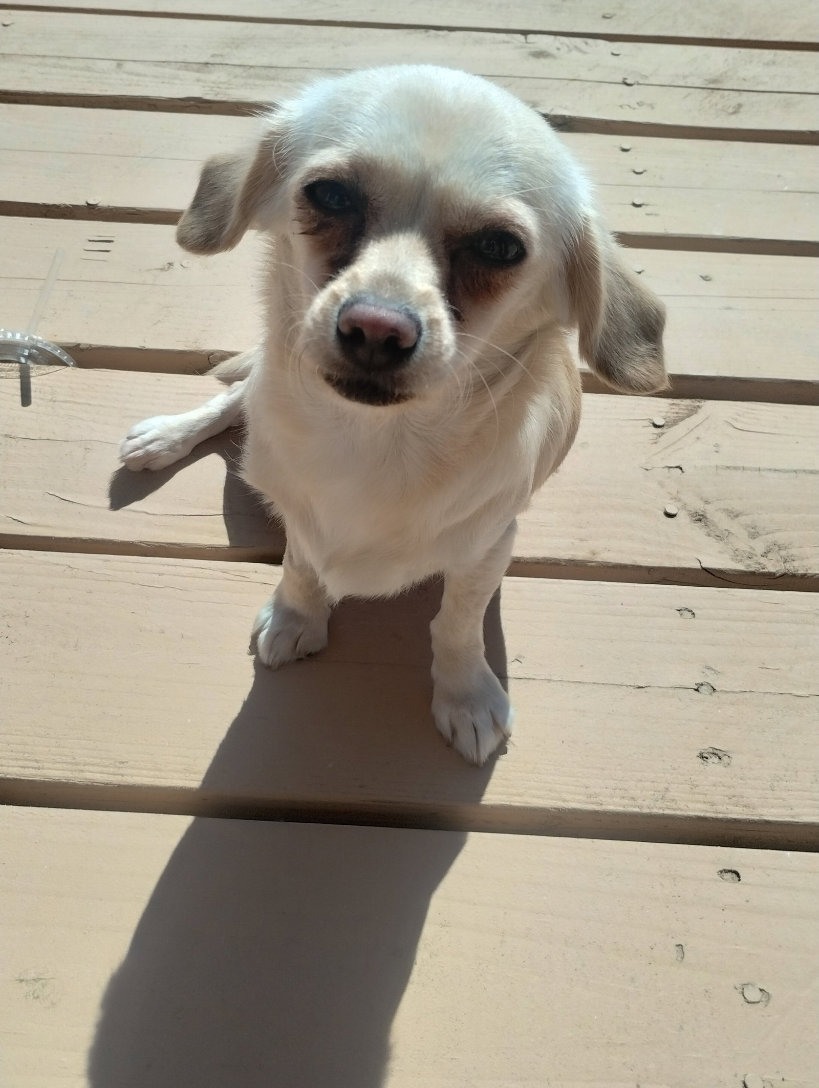 Coco Image